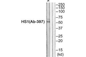 Western Blotting (WB) image for anti-Hematopoietic Cell-Specific Lyn Substrate 1 (HCLS1) (Tyr397) antibody (ABIN1848374) (HCLS1 antibody  (Tyr397))
