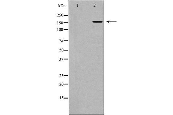 POLA1 antibody  (N-Term)