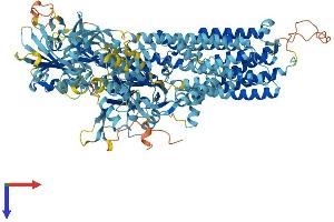 ATPase Type 13A4 (ATP13A4) (AA 1-1193) protein (His tag)