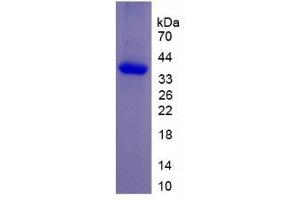 SDS-PAGE analysis of Rat NPY Protein. (Neuropeptide Y (NPY) Peptide)