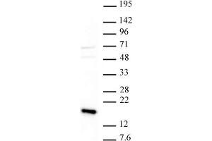 Western Blot: Nuclear extract of HeLa cells (20 µg) probed with the Histone H3 trimethyl Lys36 antibody at a dilution of 1 µg/ml.