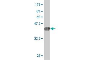 Western Blot detection against Immunogen (37. (TULP2 antibody  (AA 141-250))