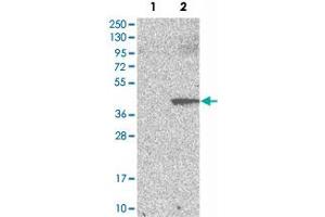 Western Blot analysis of Lane 1: negative control (vector only transfected HEK293T cell lysate) and Lane 2: over-expression lysate (co-expressed with a C-terminal myc-DDK tag in mammalian HEK293T cells) with PNMA1 polyclonal antibody . (PNMA1 antibody)