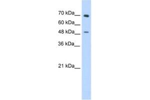 Western Blotting (WB) image for anti-Zinc Finger Protein 821 (ZNF821) antibody (ABIN2461881) (ZNF821 antibody)