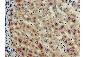 Immunohistochemistry of paraffin-embedded human liver tissue using ABIN7156146 at dilution of 1:100 (Caspase 12 antibody  (AA 61-282))
