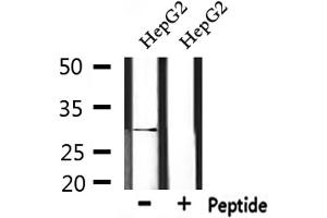 Western blot analysis of extracts from HepG2, using IL33 Antibody.
