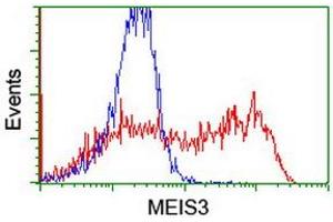 Image no. 2 for anti-Meis Homeobox 3 (MEIS3) (AA 1-261) antibody (ABIN1490672) (MEIS3 antibody  (AA 1-261))
