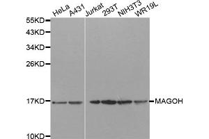 Western Blotting (WB) image for anti-Mago-Nashi Homolog (MAGOH) antibody (ABIN1877064) (MAGOH antibody)