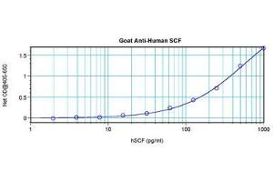 Image no. 3 for anti-KIT Ligand (KITLG) antibody (ABIN1500815) (KIT Ligand antibody)