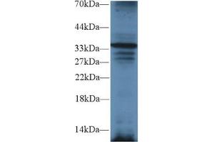 Western Blot; Sample: Mouse Liver lysate; Primary Ab: 2µg/ml Rabbit Anti-Mouse TRADD Antibody Second Ab: 0.