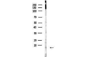 anti-Polymerase (RNA) II (DNA Directed) Polypeptide I, 14.5kDa (POLR2I) (Internal Region) antibody