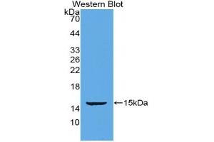 Detection of Recombinant POSTN, Mouse using Polyclonal Antibody to Periostin (POSTN) (Periostin antibody  (AA 370-494))