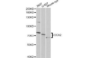 Western blot analysis of extracts of various cell lines, using OCA2 antibody (ABIN1876854) at 1:1000 dilution. (OCA2 antibody)