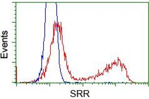 Image no. 3 for anti-Serine Racemase (SRR) antibody (ABIN1501133) (SRR antibody)