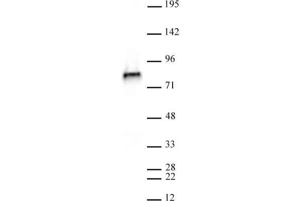NCAPH2 antibody