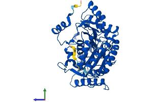AlphaFold protein structure predicition of Human Recombinant PHYKPL Protein, UniprotID Q8IUZ5