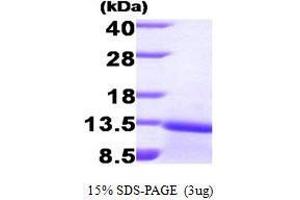 Figure annotation denotes ug of protein loaded and % gel used. (Transforming Growth Factor, beta 1 (TGFB1) (AA 279-390) Peptide)