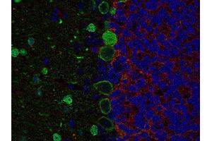 anti-Solute Carrier Family 6 (Neurotransmitter Transporter, GABA), Member 11 (SLC6A11) (AA 612-627) antibody