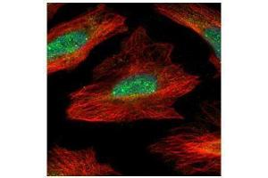 ICC/IF Image Confocal immunofluorescence analysis (Olympus FV10i) of paraformaldehyde-fixed HeLa, using MID1IP1, antibody (Green) at 1:500 dilution. (m1ip1 antibody)
