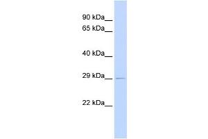 WB Suggested Anti-PSMG1 Antibody Titration:  0. (PSMG1 antibody  (Middle Region))