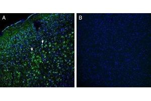 Expression of Robo1 in mouse cortex - Immunohistochemical staining of perfusion-fixed frozen mouse brain sections with Anti-Robo1 (extracellular) Antibody (ABIN7043603, ABIN7044744 and ABIN7044745), (1:200), followed by goat anti-rabbit-AlexaFluor-488. (ROBO1 antibody  (Extracellular, N-Term))