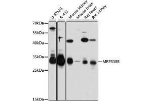 Western blot analysis of extracts of various cell lines, using MRPS18B antibody (ABIN6133075, ABIN6144028, ABIN6144029 and ABIN6215657) at 1:3000 dilution. (MRPS18B antibody  (AA 1-258))
