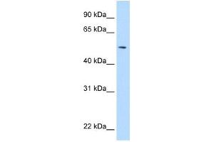 NEU1 antibody used at 5 ug/ml to detect target protein. (NEU1 antibody)