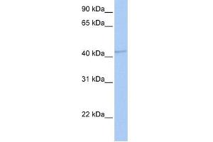 GABRA5 antibody used at 1 ug/ml to detect target protein. (GABRA5 antibody)