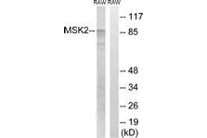Western blot analysis of extracts from Raw264. (MSK2 antibody  (AA 531-580))