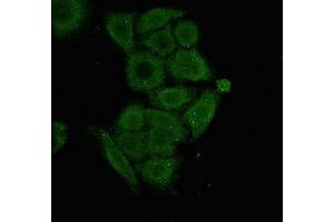 Immunofluorescent analysis of PC-3 cells using ABIN7166156 at dilution of 1:100 and Alexa Fluor 488-congugated AffiniPure Goat Anti-Rabbit IgG(H+L)