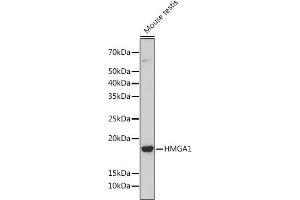 HMGA1 antibody