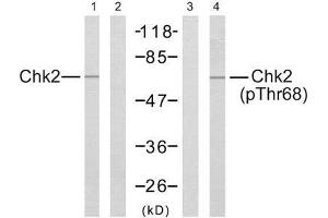 Western blot analysis of extract from Jurkat cells, using Chk2 (Ab-68) antibody (E021087, Lane 1 and 2) and Chk2 (phospho-Thr68) antibody (E011061, Lane 3 and 4). (CHEK2 antibody  (pThr68))