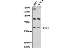 Western blot analysis of extracts of various cell lines, using SHOX antibody (ABIN7270286) at 1:1000 dilution. (SHOX antibody)