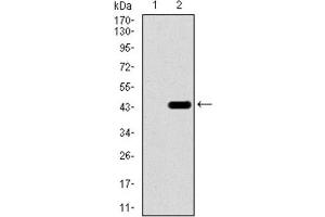 Western Blotting (WB) image for anti-T Antigen (AA 218-352) antibody (ABIN1845735) (T Antigen (AA 218-352) antibody)