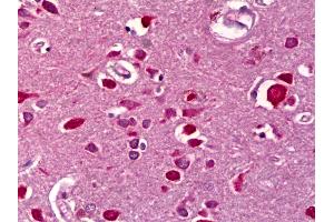 Anti-WISP2 antibody IHC of human brain, cortex. (WISP2 antibody)