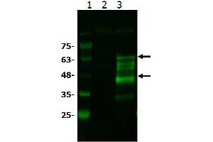 Western Blot of Rabbit anti-BCL3 antibody Western Blot of Rabbit anti-BCL3 antibody. (BCL3 antibody  (C-Term))