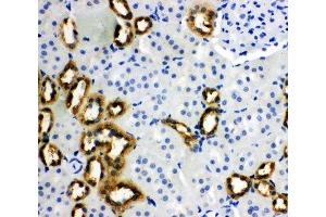 IHC-P: PBP antibody testing of rat kidney tissue (PEBP1 antibody  (N-Term))