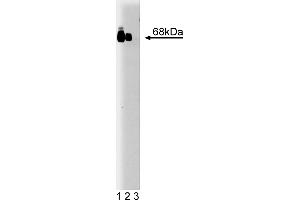 Western Blotting (WB) image for anti-V-Raf Murine Sarcoma 3611 Viral Oncogene Homolog (ARAF) (AA 183-199) antibody (ABIN967727) (ARAF antibody  (AA 183-199))