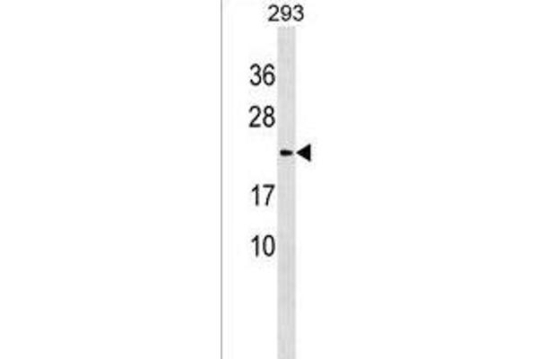 Lysozyme-Like 1 antibody  (C-Term)