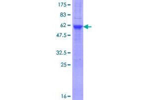 TCEAL4 Protein (AA 1-215) (GST tag)