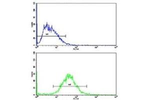 Flow cytometric analysis of HepG2 cells using Cyclin A2 antibody (bottom histogram) compared to a negative control (top histogram). (Cyclin A antibody  (AA 51-84))