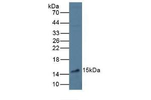 Western blot analysis of Mouse Liver Tissue. (VEGFA antibody  (AA 28-191))