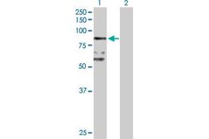 Western Blot analysis of BBS7 expression in transfected 293T cell line by BBS7 MaxPab polyclonal antibody.