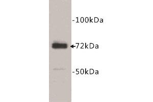Western Blotting (WB) image for anti-Prostaglandin-Endoperoxide Synthase 1 (Prostaglandin G/H Synthase and Cyclooxygenase) (PTGS1) (C-Term) antibody (ABIN1854875)