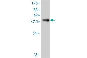 Western Blot detection against Immunogen (53. (KCNIP4 antibody  (AA 1-250))