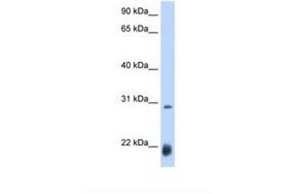 Achaete (AC) (AA 21-70) antibody