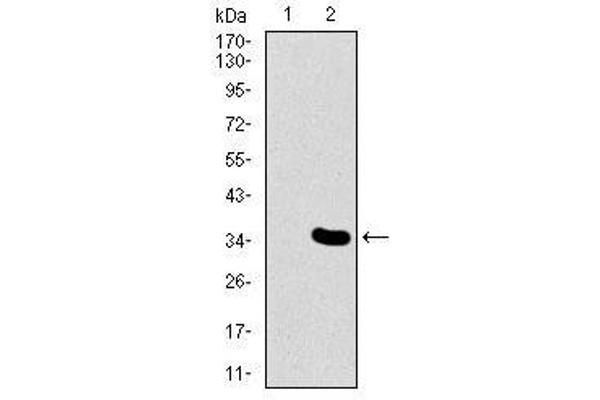 Mesp2 antibody