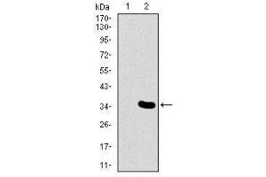 Image no. 2 for anti-Mesoderm Posterior 2 Homolog (Mesp2) antibody (ABIN1491466) (Mesp2 antibody)