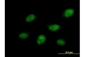 Immunofluorescence of purified MaxPab antibody to CDC14B on HeLa cell.