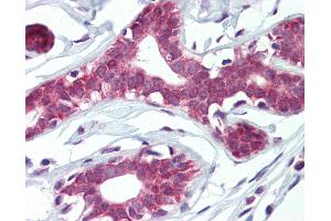 Anti-ELF4 antibody IHC of human breast. (Elf4 antibody  (AA 211-237))